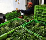 В Астраханской области более 70 тонн табака и зелени развернули обратно в Казахстан