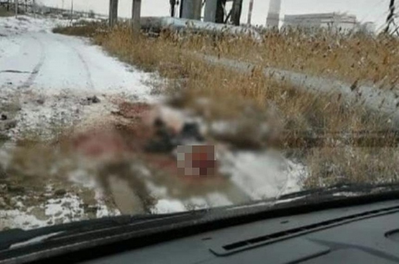 Судмедэкспертиза подтвердила: астраханца растерзали собаки