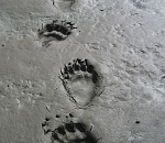 Астраханская «Единая Россия» зачистила ряды от «запятнавших»