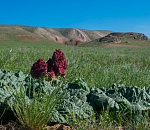 Записки астраханского натуралиста. Экзотическое растение полупустыни