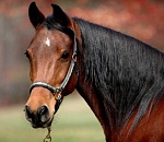 На севере Астраханской области застрелили бешеную лошадь, которая напала на людей