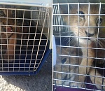 Двух тигрят и львят обнаружили астраханские таможенники в автомобиле на границе