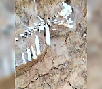 Астраханцы пытаются разгадать, кому принадлежит найденный на берегу скелет 