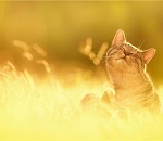 В пятницу астраханцев ждет солнечный денек