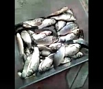 Астраханский рыбацкий флешмоб - еще один рыбак отчитался за "202 карася"