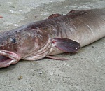 В Астрахани сбыли 36 тонн подозрительного сома