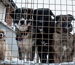 Сдохни или умри. В Госдуму внесен жесткий законопроект о бездомных собаках