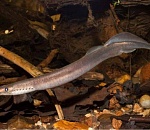 Астраханца будут судить за пойманных краснокнижных миног 