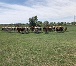 Под Астраханью строится молочная ферма