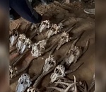 Астраханца будут судить за краснокнижные рога и черепа