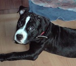 В Астраханской области приставы забрали  стаффордшира за долги перед банком