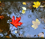 В субботу синоптики обещают астраханцам дождь