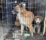 Администрация Астрахани расторгает контракты с волгоградскими отловщиками. И ловит биркованных собак