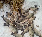 К зимовальным ямам в Астрахани не пустят браконьеров