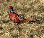 Астраханские охотники активно нарушают правила, а один даже убил фазана