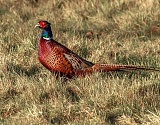 Астраханские охотники активно нарушают правила, а один даже убил фазана