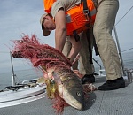 Астраханская рыбоохрана отчиталась: рыбаков-любителей не кошмарят