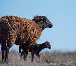 Записки астраханского натуралиста. Перевыпас и засуха – причины катастрофического опустынивания