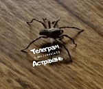 В дом к астраханцам пробрался страшный паук