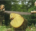 Астраханцы пилят… Двое мужчин спилили деревья на 350 тысяч