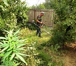 Более 100 га наркоплантаций уничтожили в Астраханской области