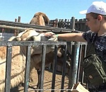 Астраханский зоопарк вызвал восторг у детей с Донбасса