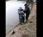 В Астраханской области на видео попала милая норка, которая украла у рыбаков улов