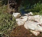 В Астраханской области на берегу реки нашли мешки с 300 кг осетра