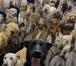 Проблему бродячих собак в Астрахани получится решить не раньше, чем за два года