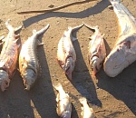 Астраханские полицейские изъяли у браконьеров 30 килограммов осетра и белуги