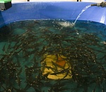 Сергей Морозов увидел, где выращивают астраханских осетров