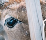 Карантин по особо опасной болезни введен под Астраханью