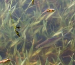 Записки астраханского натуралиста. Нерестовый запрет будет в апреле?