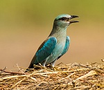Записки астраханского натуралиста. Начало осени