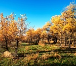 Записки астраханского натуралиста. Туранговый тополь, сакральное дерево из Средней Азии