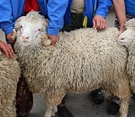 Астраханские аграрии попросили губернатора напоить их скотину 