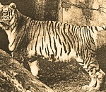 Записки астраханского натуралиста. Возродят ли каспийских тигров?
