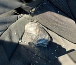 Полицейские опубликовали кадры задержания астраханским спецназом иностранного драгдилера