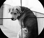 Астраханцу, застрелившему бродячего пса, грозит 50-тысячный штраф