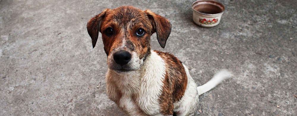 В воскресенье в Астрахани пройдет акция помощи астраханскому приюту