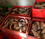 Два астраханца украли 700 килограммов улова у своего предприятия