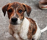 В воскресенье в Астрахани пройдет акция помощи астраханскому приюту