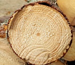 Астраханец забил приятеля бревном