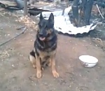 Под Астраханью собака не уходит с пепелища, ждет хозяина. ВИДЕО