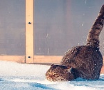 Первые дни зимы в Астрахани будут теплыми