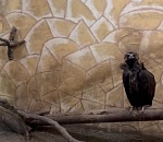 В астраханском зоопарке мошка съела птенца черных грифов