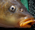 В Астрахани ветеринар ради дружбы отправил рыбу в Москву и Самару без необходимых проверок 