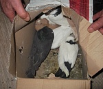 Голубям не разрешили покидать Астраханскую область без документов