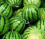 Астраханские арбузы признаны самыми вкусными в стране