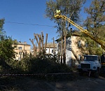 Деревья, взявшие в плен астраханцев, ликвидированы